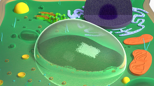 Plant Cell 3D