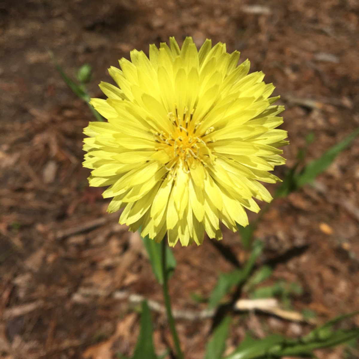 Dandelion variety?