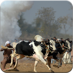 Download Daanda Ne Jalsey (Bull Race) For PC Windows and Mac