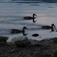 Papere nel Lago di Montorfano di 