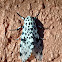 Giant Leopard Moth