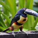 Collared Aracari Toucan