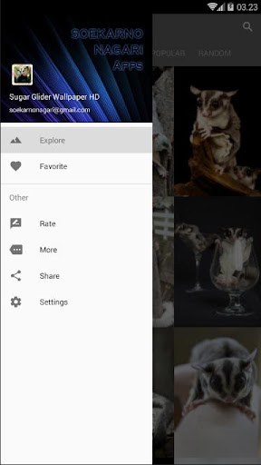 Sugar Glider Wallpaper HD