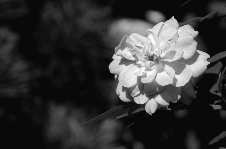 I fiori dei vicini di cyby