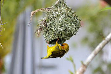 ЮАР, Намибия, Ботсвана. Бог любит троицу.