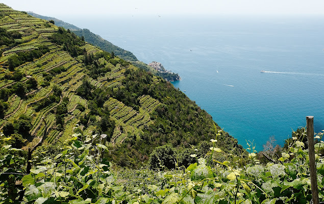 I vigneti delle Cinque Terre di mt antona