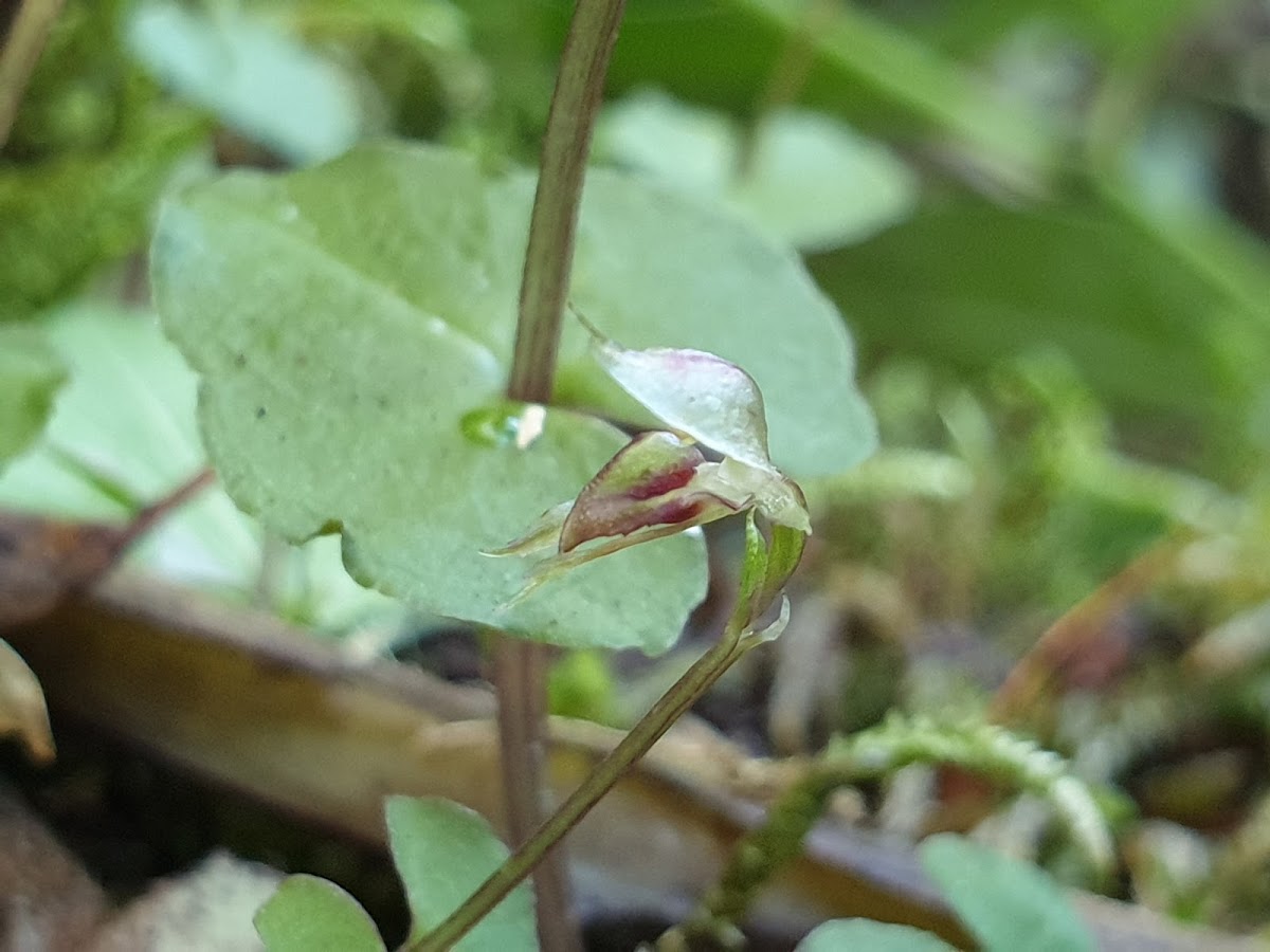 Pixie Cap Orchid