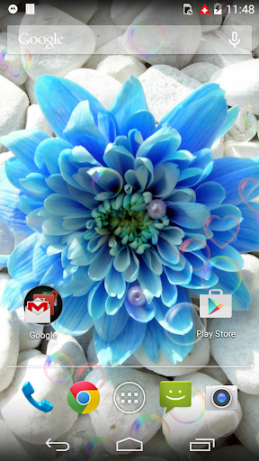 Beauty Blue Love Flower LWP