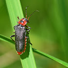 Rustic Sailor Beetle