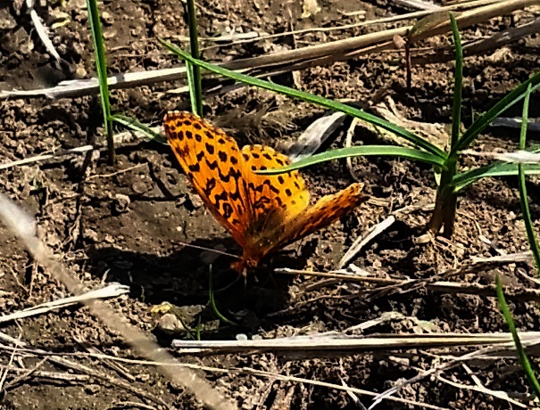 Meadow Fritillary