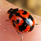 Transverse Ladybird