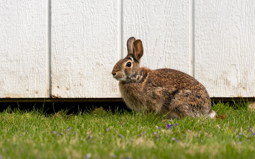 Little Eared Rabbit Preview 1