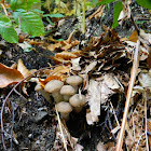 Honey fungus