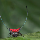Curved Spiny Spider