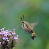 Snowberry Clearwing