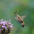 Snowberry Clearwing