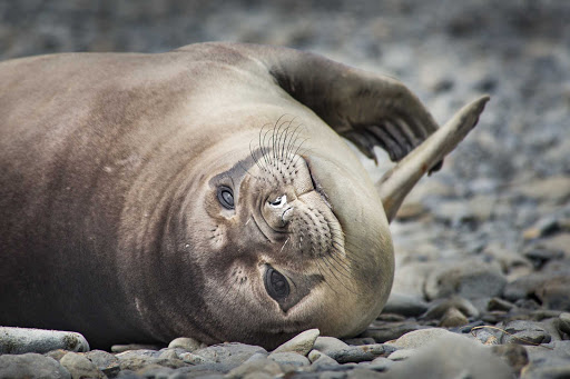 Ponant-Argentina-seal-chill.jpg - Chill out, like this seal, during a cruise to Antarctica.