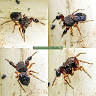 Hairy-armed Jumper, female