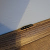 Devil's coach horse beetle