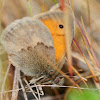 Small Heath; Níspola