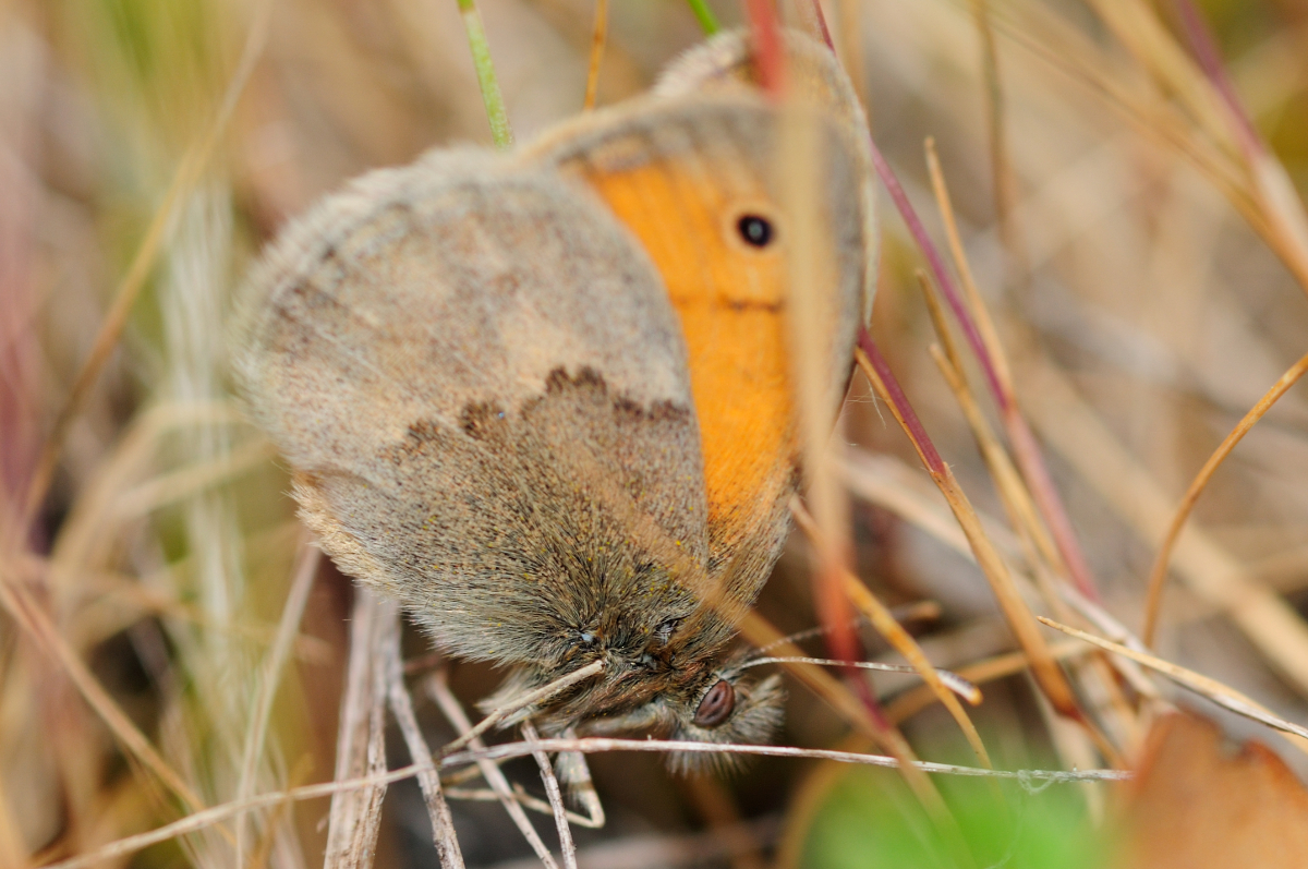 Small Heath; Níspola