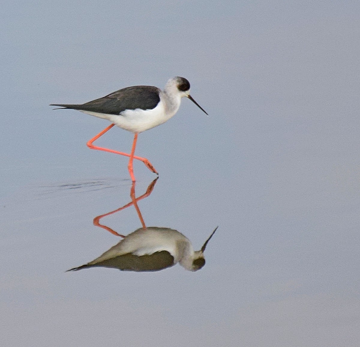 Black-winged Stilt