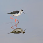 Black-winged Stilt