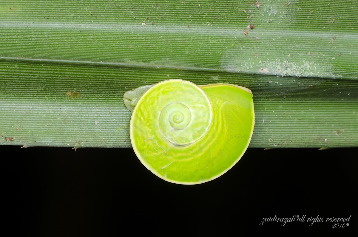 Helicarionid snail