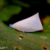 Flatid Planthopper