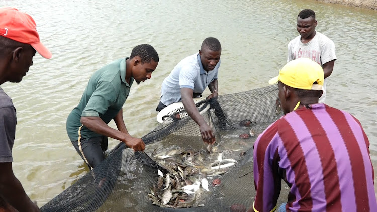 Members of the Umoja Self Help Group in Kilifi demonstrate how to harvest rabbit fish popularly known as Tafi at their fish pond.