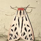 Arge Moth