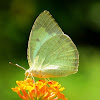 Mottled Emigrant