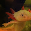 Axolotl