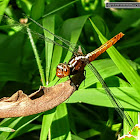 Spine-legged redbolt, female