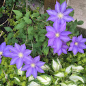 Clematis