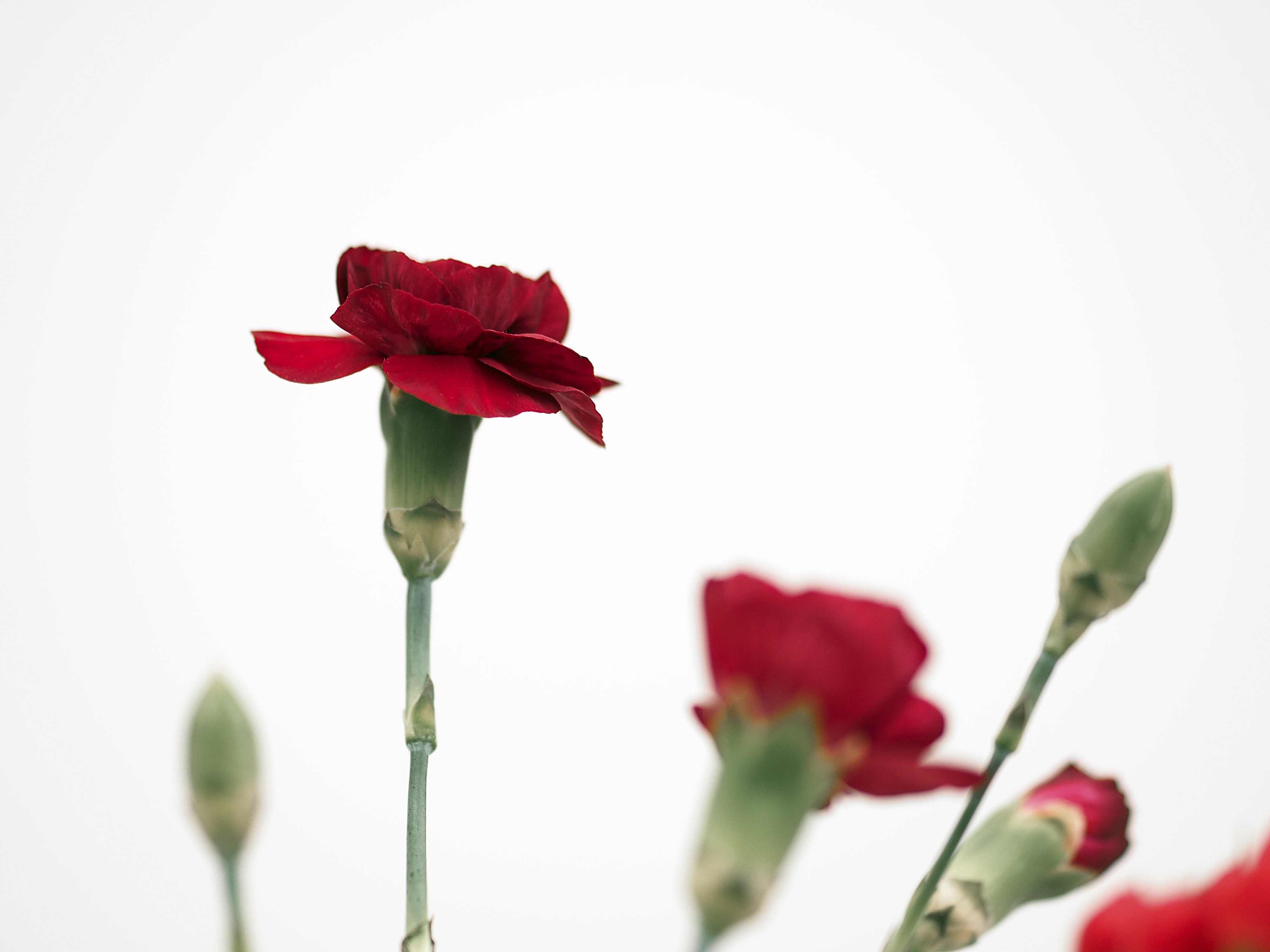 " Un fiore per te...." di D. Costantini