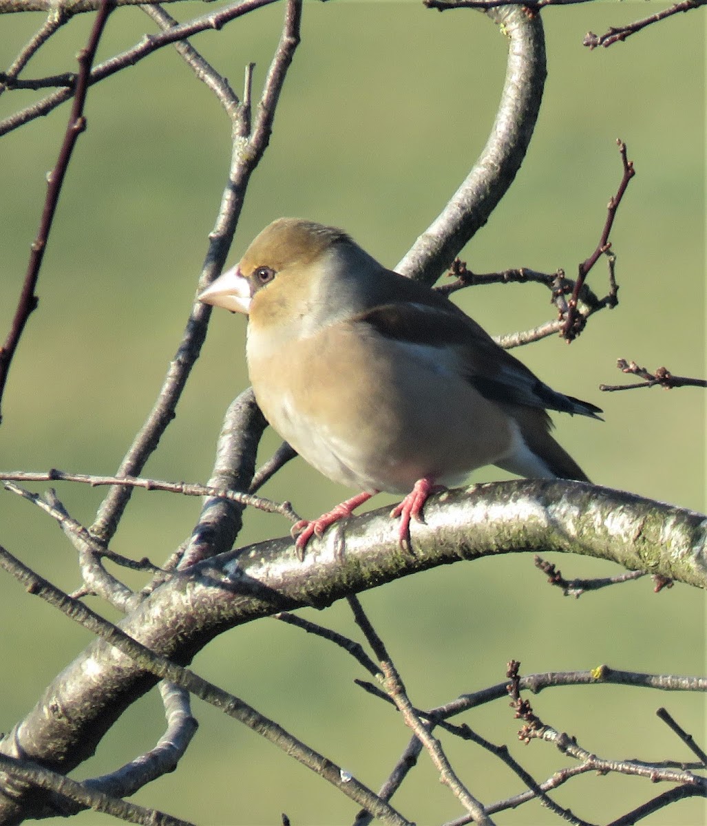 Hawfinch