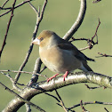 Hawfinch