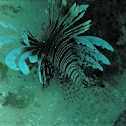 lion fish