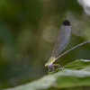 Black-tipped Forest Glory