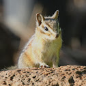 Chipmunk