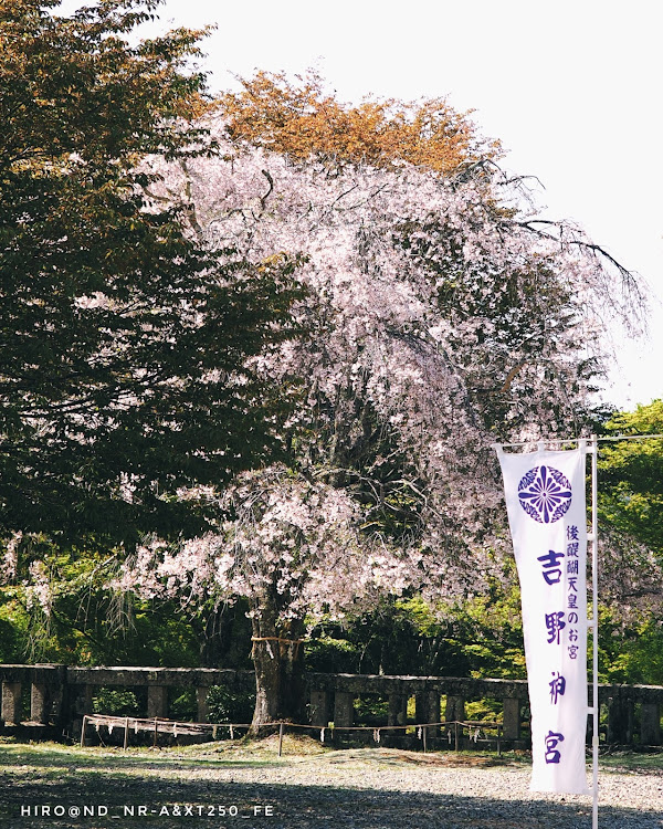 ロードスターの撮影ドライブ・吉野神宮・枝垂れ桜・山桜・石楠花に関するカスタム事例の投稿画像5枚目