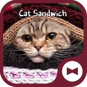 Download Cat  Wallpaper Cat Sandwich For PC Windows and Mac