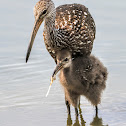 Limpkin