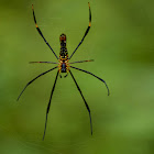 Giant Wood Spider