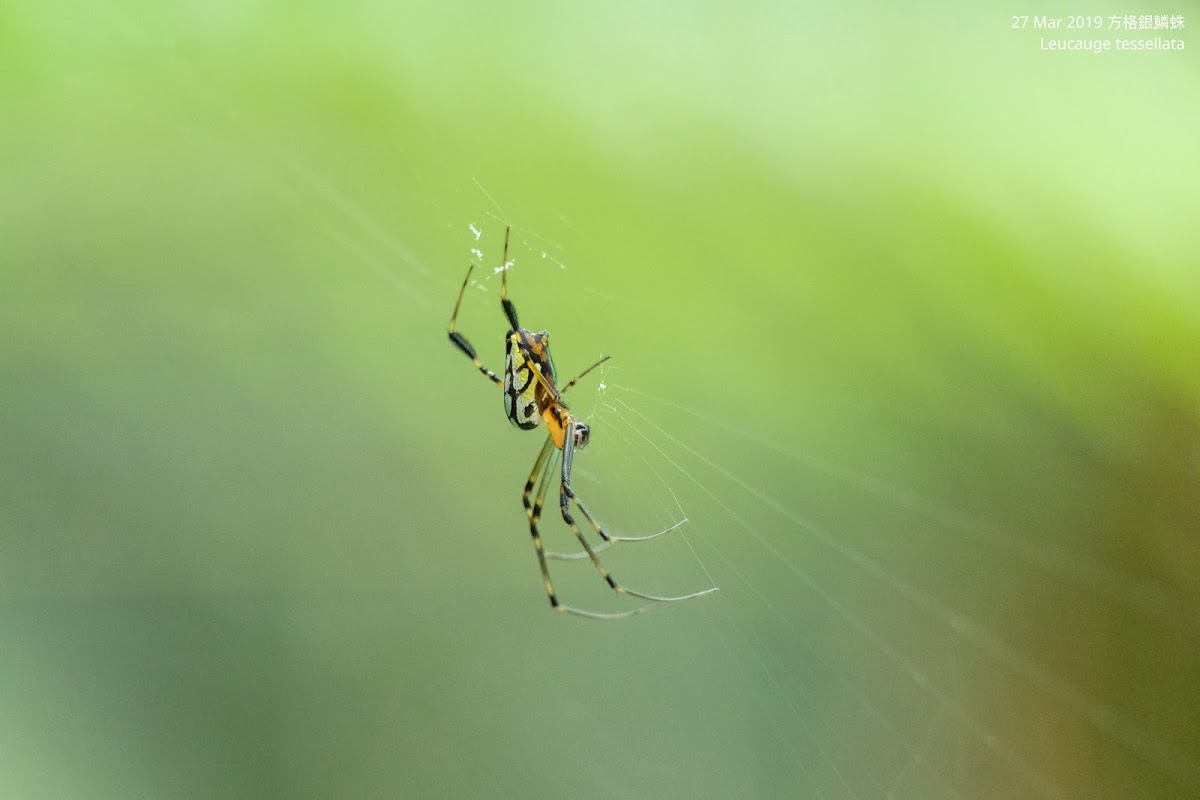 Leucauge tessellata 方格銀鱗蛛