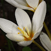 Cream-colored Crocus