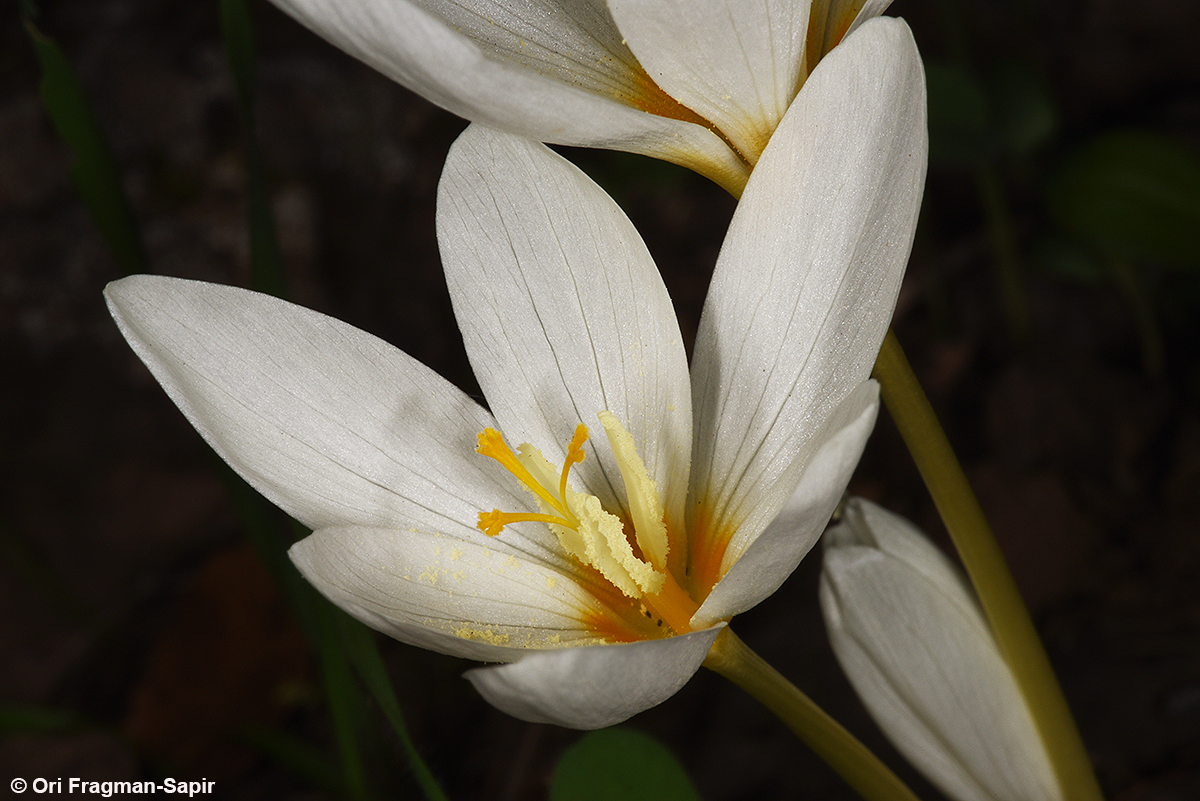 Cream-colored Crocus