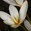 Cream-colored Crocus