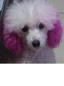 Title 17, Personalized Dressing Up Dye For Dog Hair Safel...